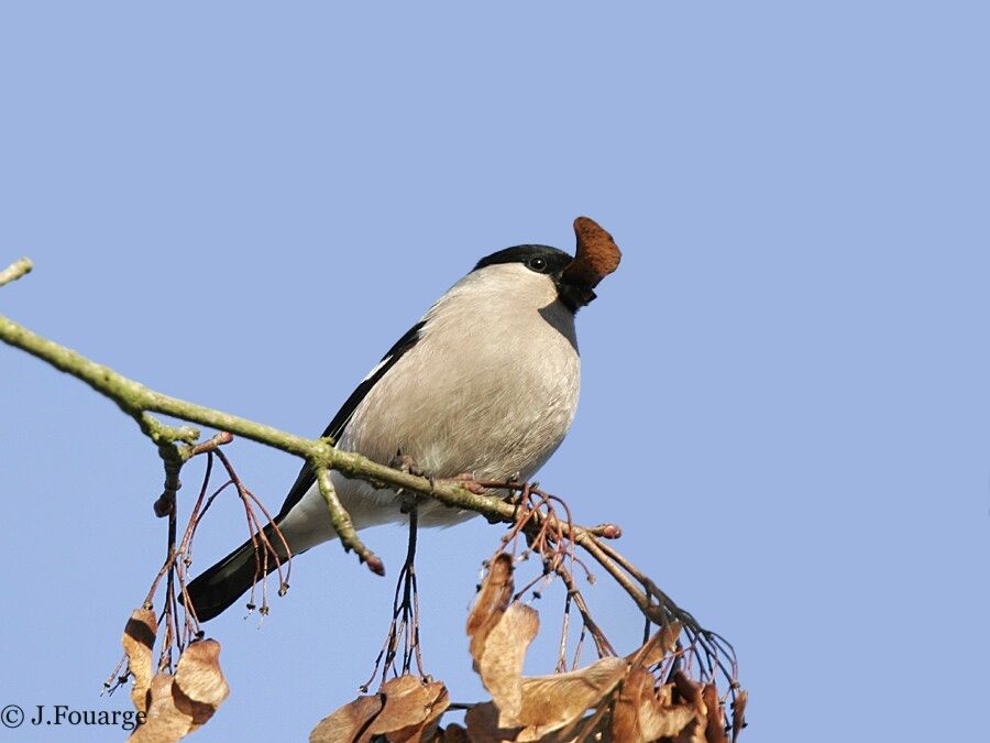 Eurasian Bullfinch female