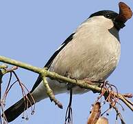 Eurasian Bullfinch