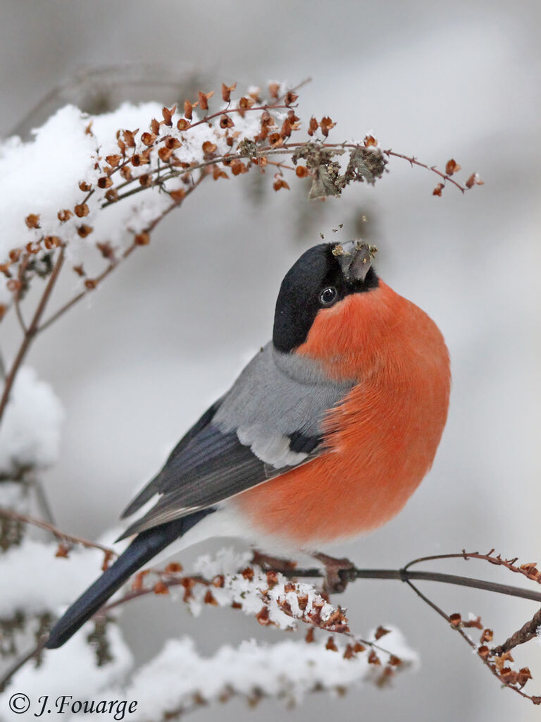 Eurasian Bullfinch male, identification, feeding habits, Behaviour