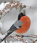 Eurasian Bullfinch