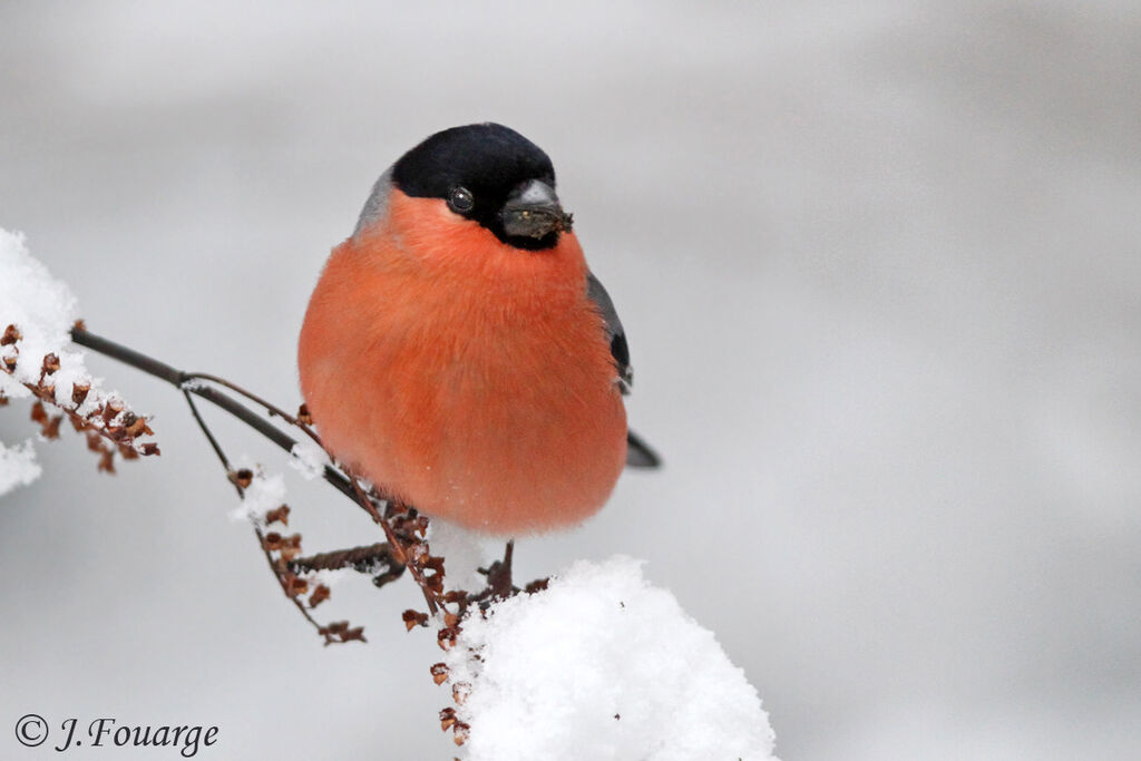 Eurasian Bullfinch male adult, identification, feeding habits