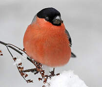 Eurasian Bullfinch