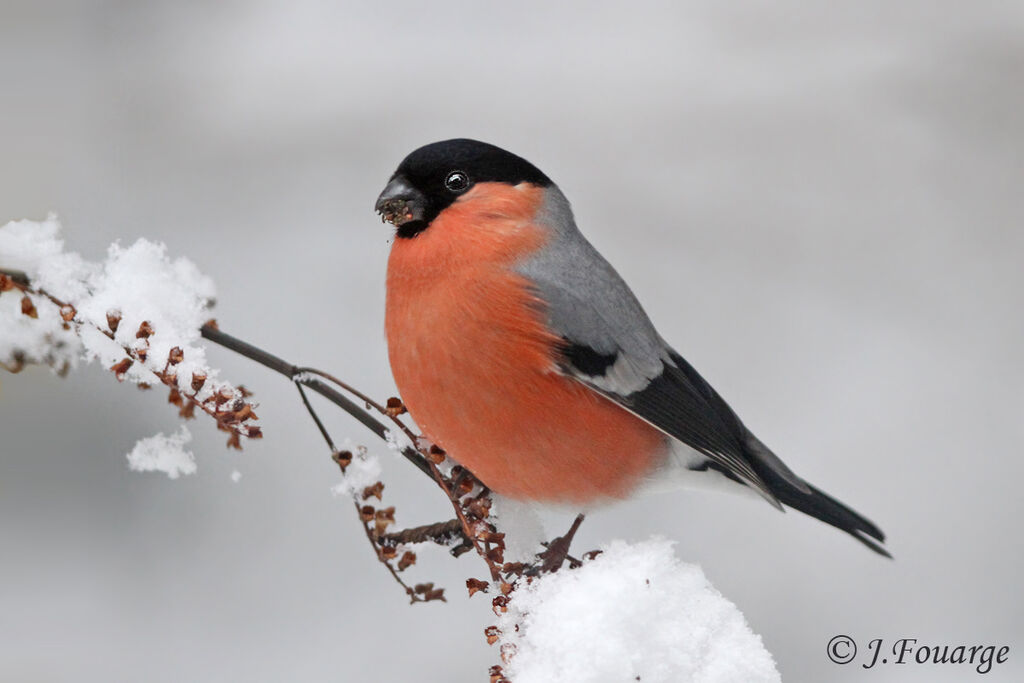 Eurasian Bullfinch male adult, identification, feeding habits