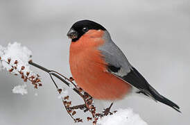 Eurasian Bullfinch