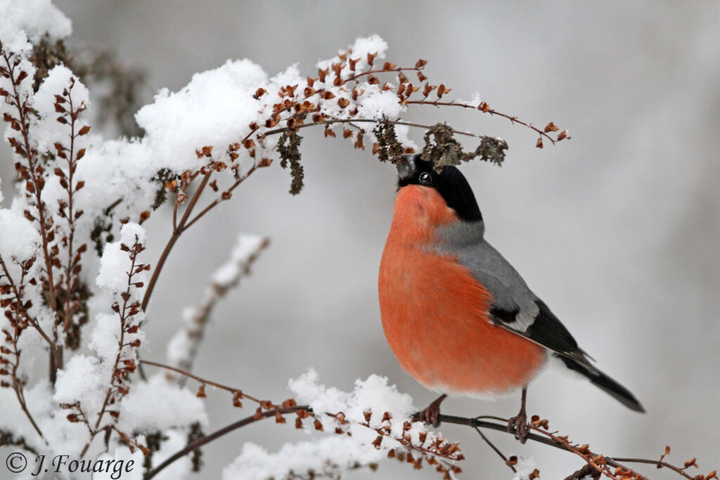 Eurasian Bullfinch male adult, identification, feeding habits