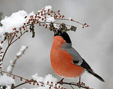 Eurasian Bullfinch