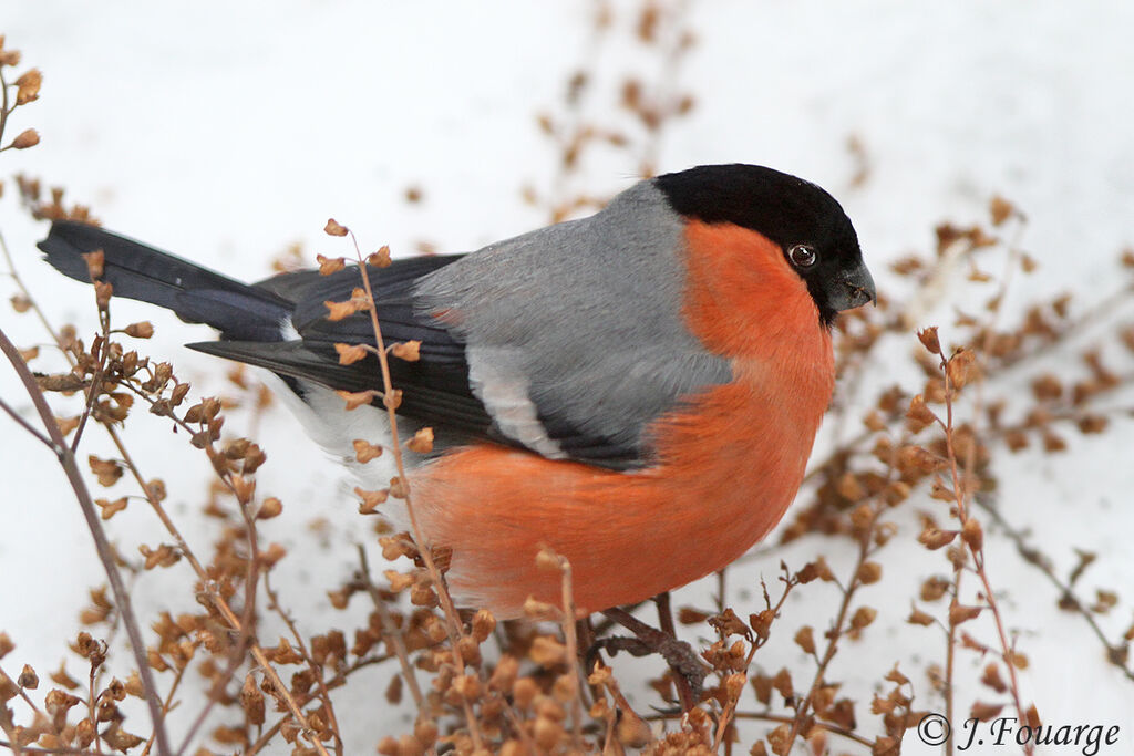 Eurasian Bullfinch male adult, identification, feeding habits