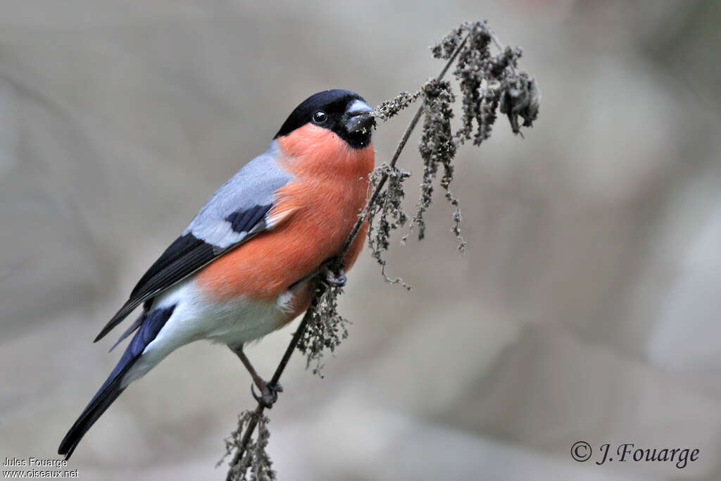 Eurasian Bullfinch male adult breeding, pigmentation, feeding habits