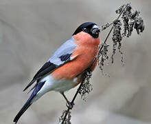 Eurasian Bullfinch