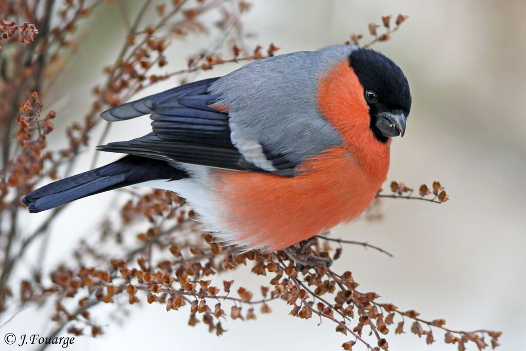 Eurasian Bullfinch male adult, identification, feeding habits, Behaviour