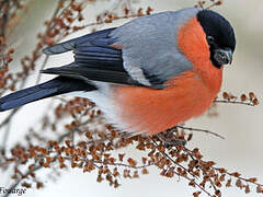 Eurasian Bullfinch