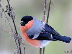 Eurasian Bullfinch