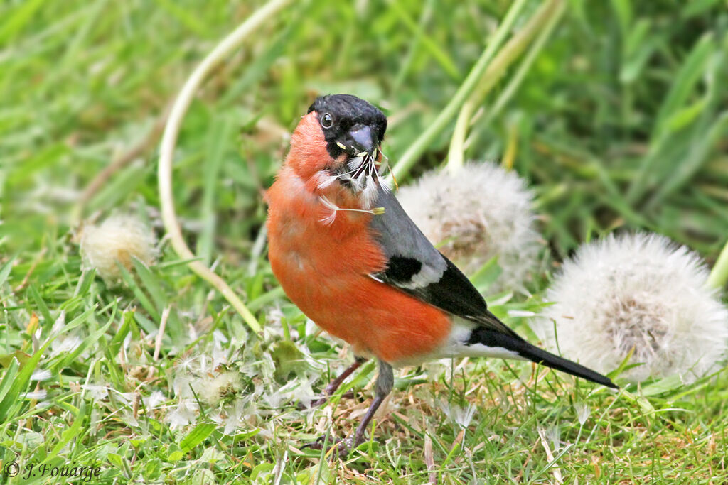 Eurasian Bullfinchadult, identification, feeding habits, Behaviour