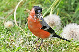 Eurasian Bullfinch