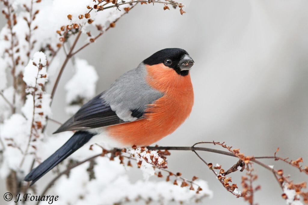 Eurasian Bullfinch male adult, identification, feeding habits, Behaviour