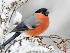 Eurasian Bullfinch