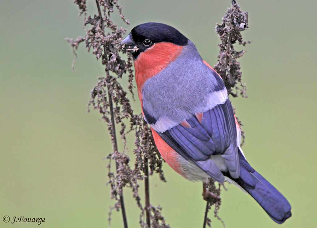 Eurasian Bullfinch male adult, identification, feeding habits, Behaviour