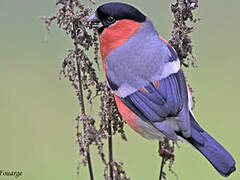 Eurasian Bullfinch