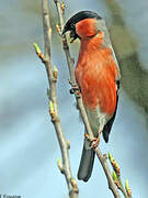 Eurasian Bullfinch