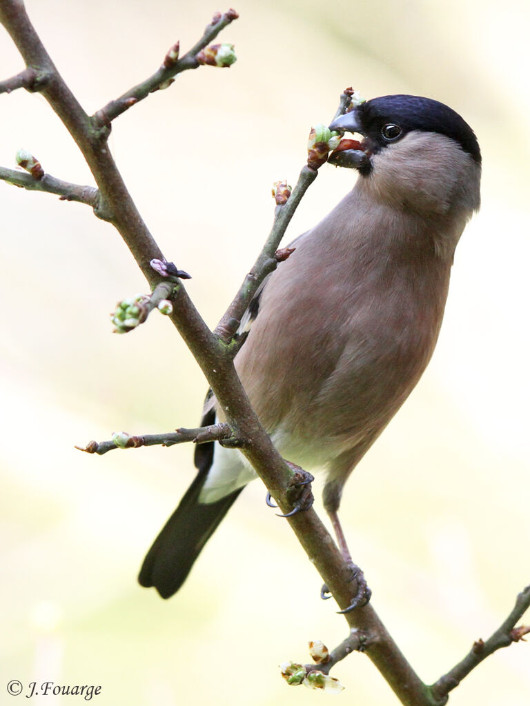 Eurasian Bullfinch female adult, identification, feeding habits, Behaviour