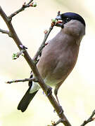 Eurasian Bullfinch