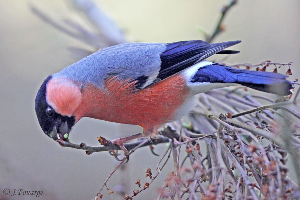 Eurasian Bullfinch male adult, identification, feeding habits, song, Behaviour