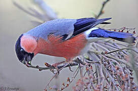 Eurasian Bullfinch