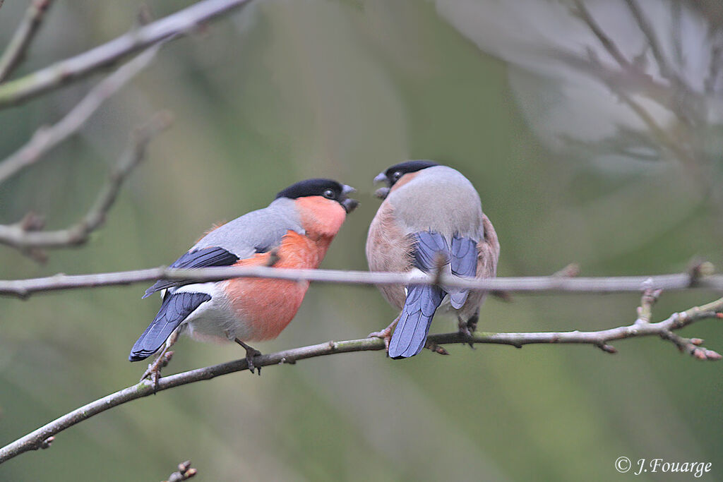 Eurasian Bullfinch adult, identification, Behaviour