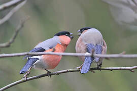 Eurasian Bullfinch