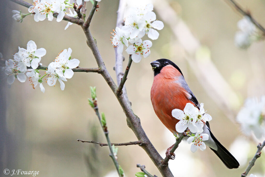 Eurasian Bullfinch male adult, feeding habits, Behaviour