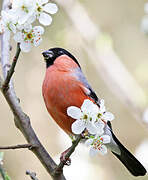 Eurasian Bullfinch