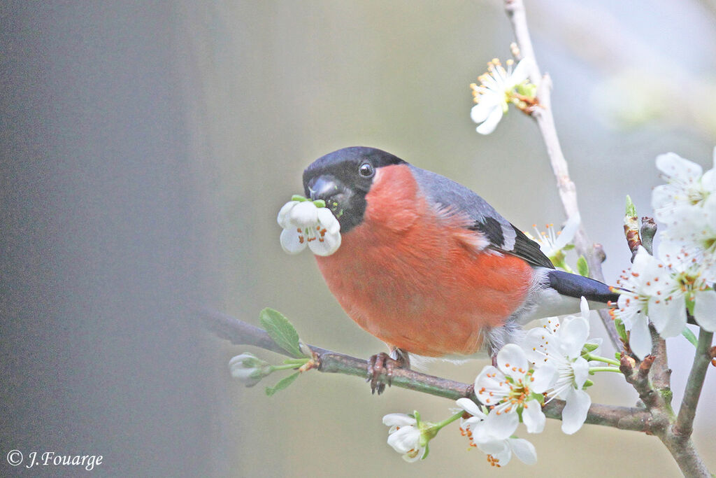 Eurasian Bullfinch male adult, identification, feeding habits, Behaviour