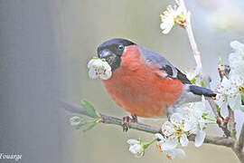 Eurasian Bullfinch