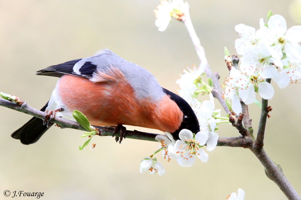 Eurasian Bullfinch male adult, identification, feeding habits, Behaviour