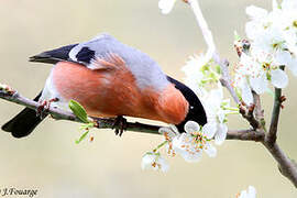 Eurasian Bullfinch