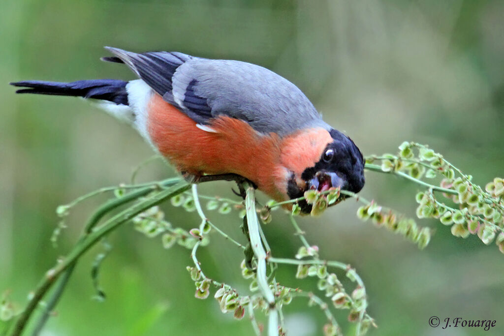 Eurasian Bullfinchadult, identification, feeding habits, Behaviour