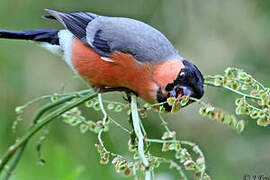 Eurasian Bullfinch