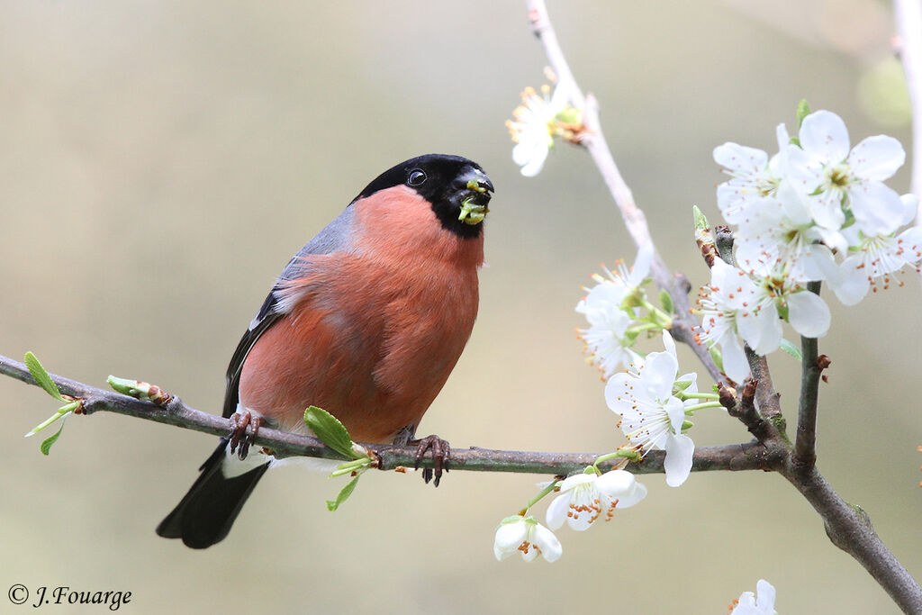 Eurasian Bullfinch male, identification, feeding habits, Behaviour