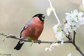 Eurasian Bullfinch