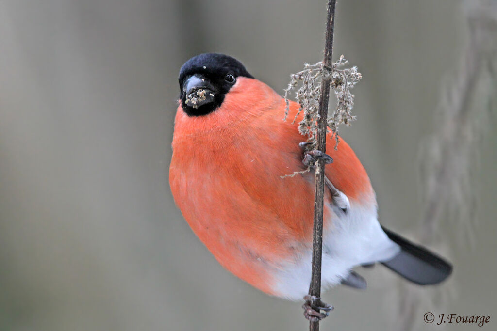 Eurasian Bullfinch male adult, identification, feeding habits, Behaviour