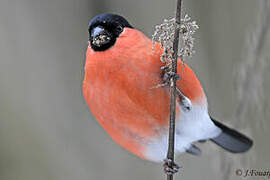 Eurasian Bullfinch