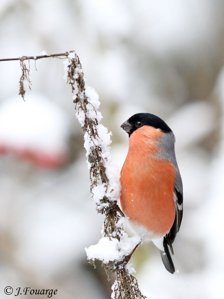 Eurasian Bullfinch male adult, identification, feeding habits, Behaviour