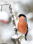 Eurasian Bullfinch