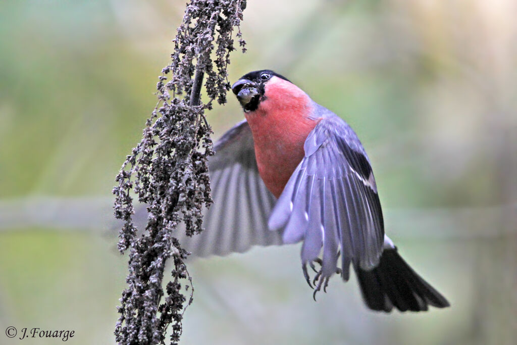 Eurasian Bullfinch male, Flight, feeding habits, Behaviour