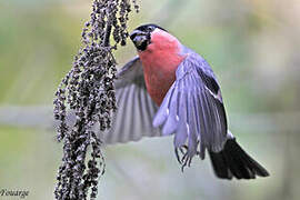 Eurasian Bullfinch