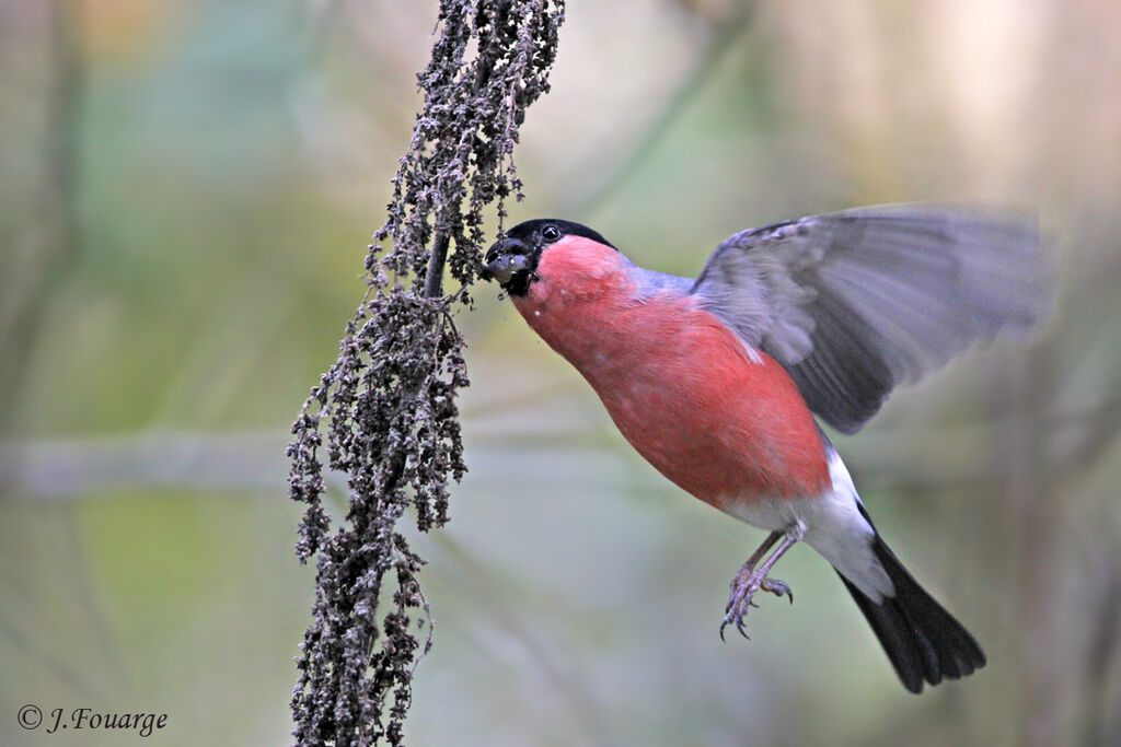 Eurasian Bullfinch male, identification, Flight, feeding habits, Behaviour