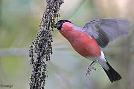 Eurasian Bullfinch