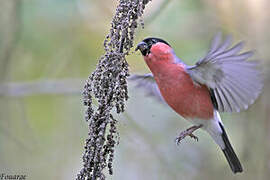 Eurasian Bullfinch