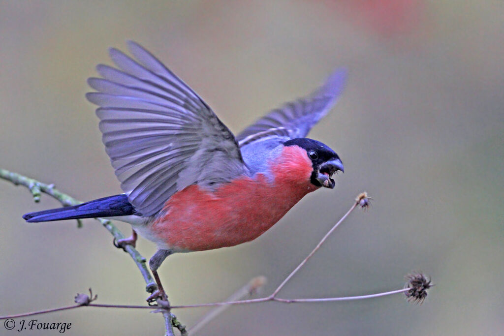 Eurasian Bullfinch male, identification, feeding habits, Behaviour