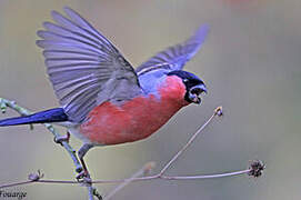 Eurasian Bullfinch